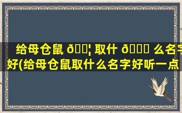 给母仓鼠 🐦 取什 🐒 么名字好(给母仓鼠取什么名字好听一点)